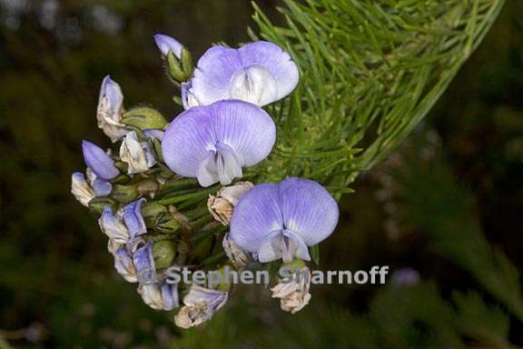 psoralea affinis 3 graphic